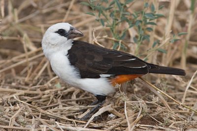 White-headed Buffalo Weaver