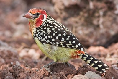 Red-and-yellow Barbet