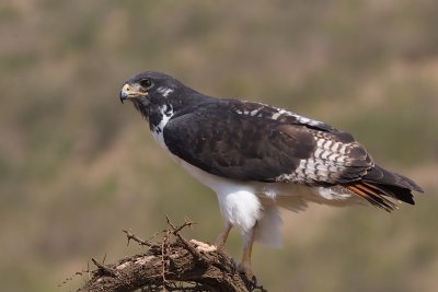 g6/72/796872/3/84512823.OOm8wj4V.jpg