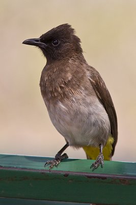 Dark-capped Bulbul