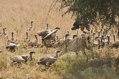 Cheetah - chased by the vultures