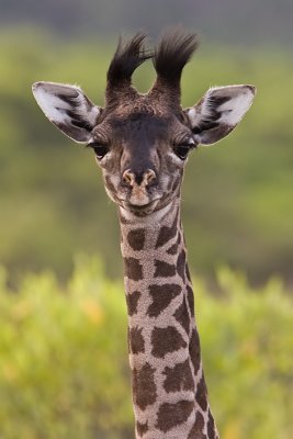Baby Giraf