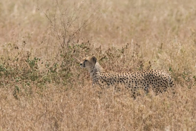 Cheetah - looking for his meal