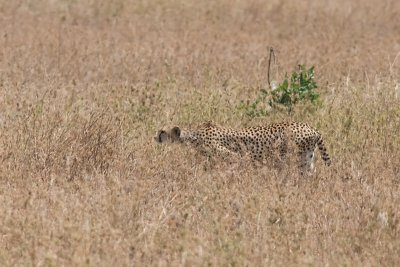Cheetah - sneaking towards his prey
