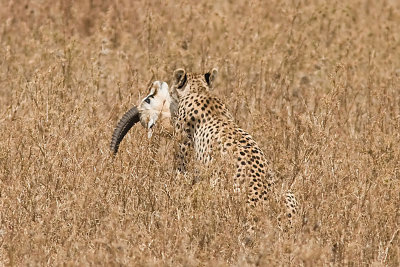 Cheetah - finising the job