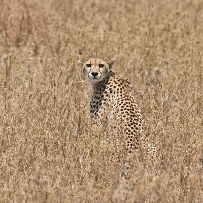 Cheetah - is everything save?