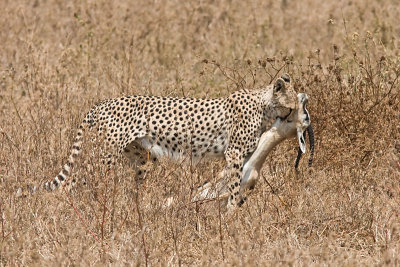 Cheetah - a heavy load
