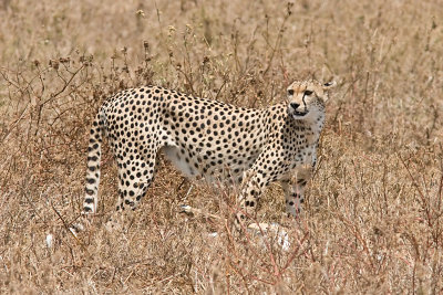 Cheetah - taking a brake