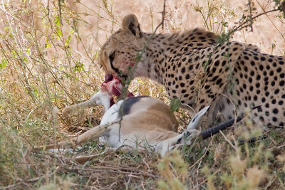 Cheetah - enjoying his meal
