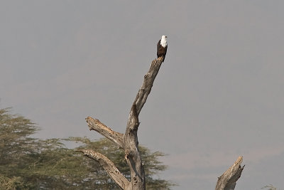 African Fish Eagle