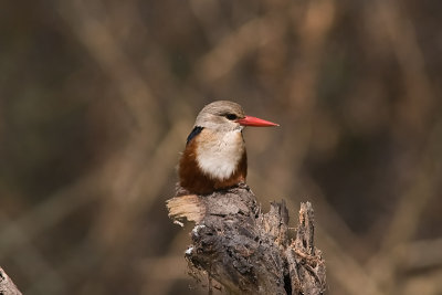 Grey-headed Kingfisher