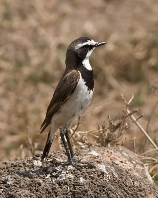 Capped Wheatear