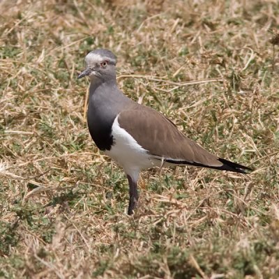 Black-winged Lapwing