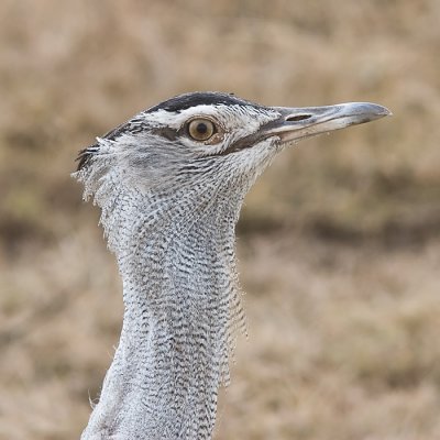 Kori Bustard