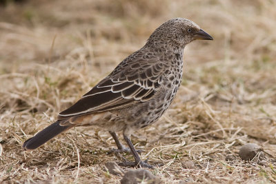 Rufous-tailed Weaver