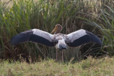 Yellow-billed Stork: ready for take-off