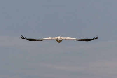 Yellow-billed Stork: taken off