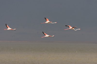 Greater Flamingo