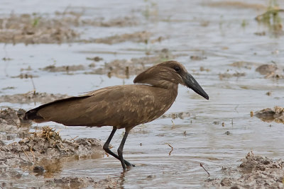 Hamerkop