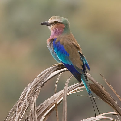 Lilac-breasted Roller