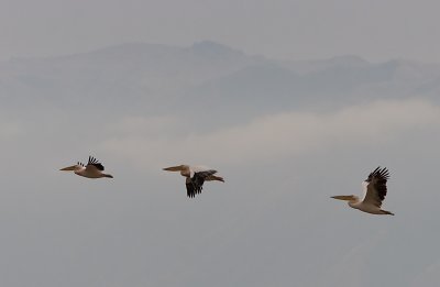 Great White Pelican