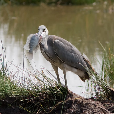 Black-headed Heron