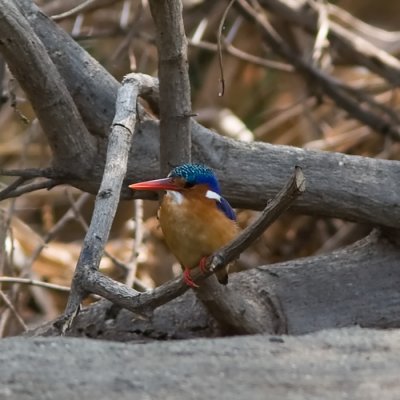 Malachite Kingfisher