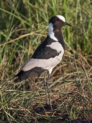 Blacksmith Plover