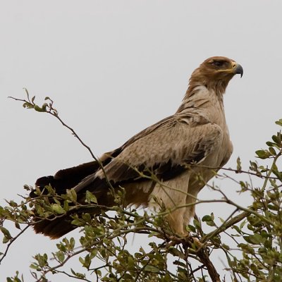 Tawny Eagle (pale form)