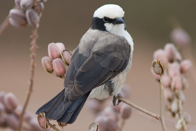 Northern White-crowned Shrike - Eurocephalus rueppelli