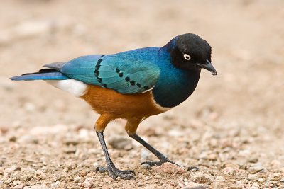 Superb Starling