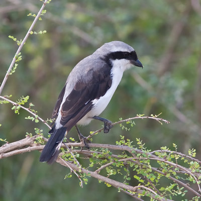 Grey-backed Fiscal - Lanius Excubitoroides