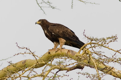 Lesser Spotted Eagle