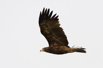 Lesser Spotted Eagle