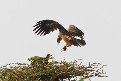Tawny Eagle