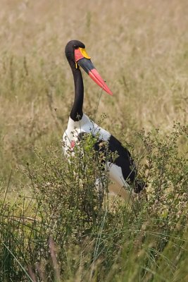 Saddle-billed Stork