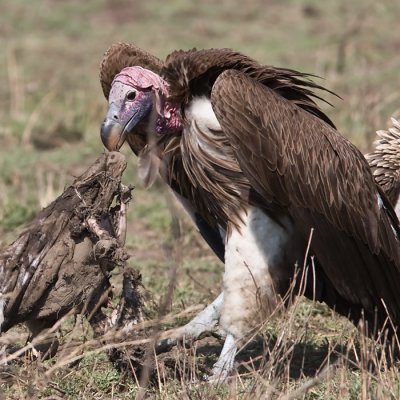 Lappet-faced Vulture