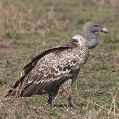 Rppell's Vulture