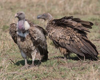 Rppell's Vulture