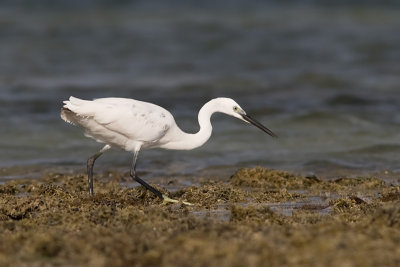 Little Egret