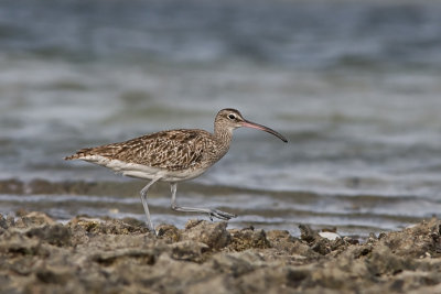 Whimbrel