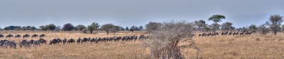 Wildebeasts and some zebras