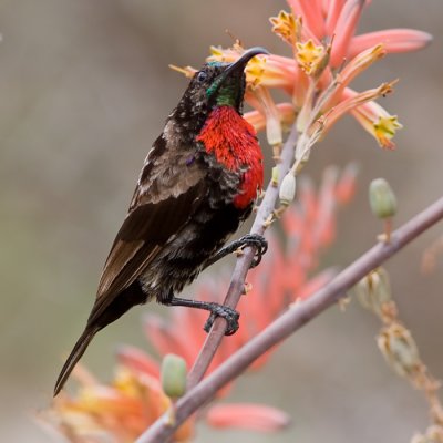 Scarlet-chested Sunbird