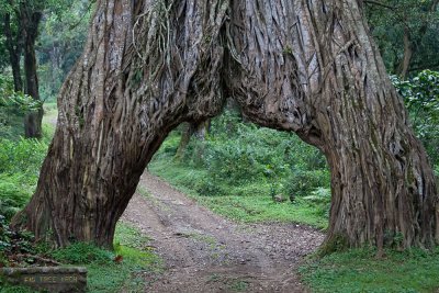 Fig Tree Arch