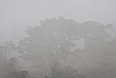 Trees on Mount Meru in the clouds
