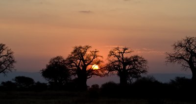 Baobab Sunset II