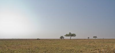Serengeti (massai for 'endless plains')