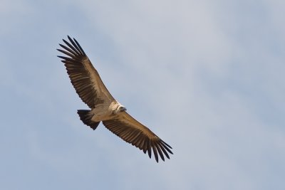 White-backed Vulture