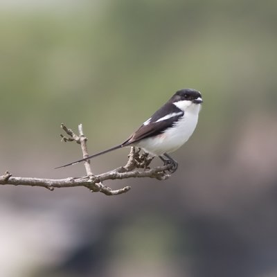 Common Fiscal - Lanius Collaris