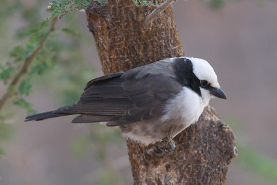 Northern White-crowned Shrike - Eurocephalus rueppelli